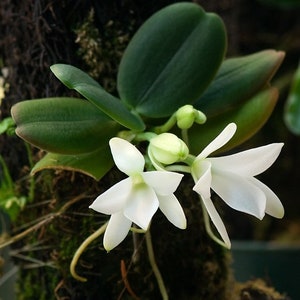 Blooming size/ fragrant species orchid/ Aerangis fastuosa/ 2 pot or mounted image 1