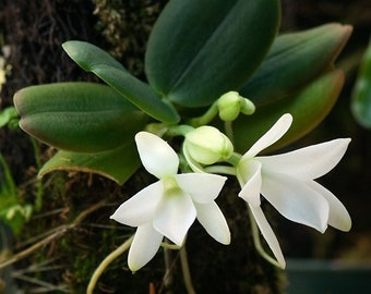 Blooming size/ fragrant species orchid/ Aerangis fastuosa/ 2” pot or mounted