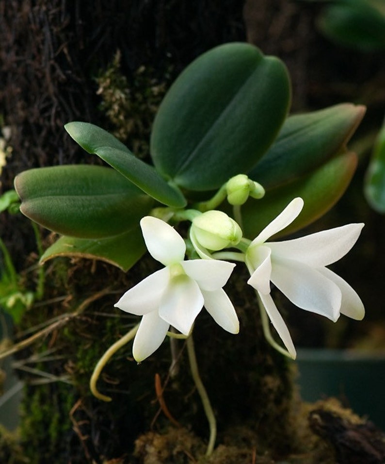 Blooming size/ fragrant species orchid/ Aerangis fastuosa/ 2 pot or mounted image 1