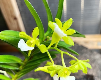 Blooming size / Species compact orchid/ Vanda vietnamica / 3” nursery pot