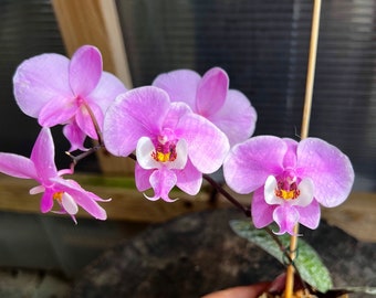 Blooming before/ collection species phalaenopsis schilleriana/ 2 1/2” pot.