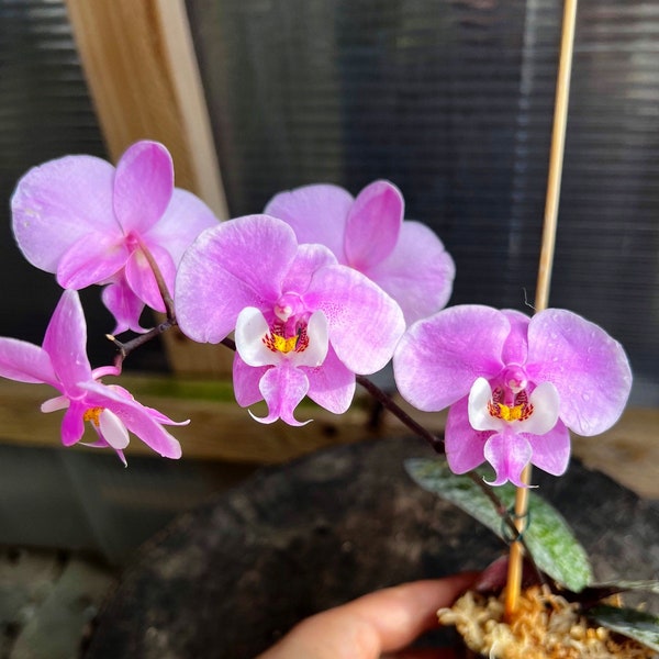 Blooming before/ collection species phalaenopsis schilleriana/ 2 1/2” pot.