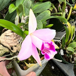 May include: A pink and purple orchid flower with a white center. The flower is in a pot with green leaves and brown bark.