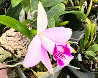 A adorable species orchid/ Laelia dayana/ C. bicalhoi/ blooming size in 3” pot