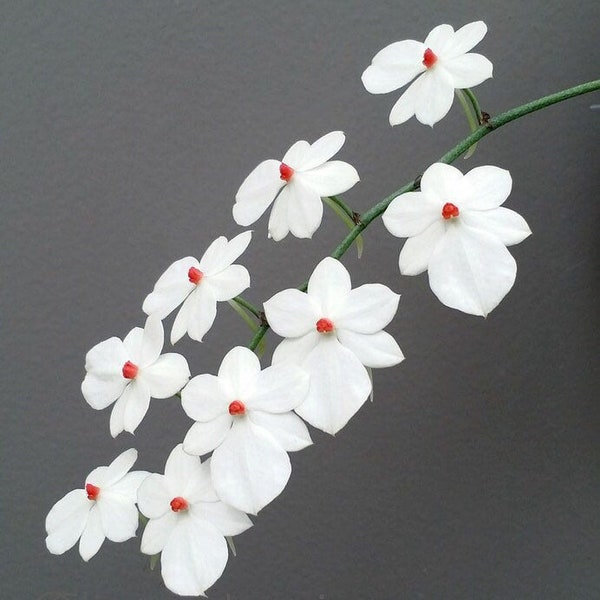 Blooming size / Aerangis luteoalba v. Rhodosticta/ perfect mini terrarium orchids/ / 2 1/4” pot or mount.