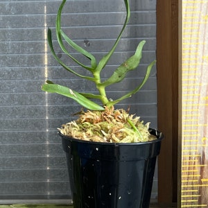 Fragrant Species orchid/ Oeoniella polystatachys/ Compact plant / blooming size 2 1/2 nursery pot image 2