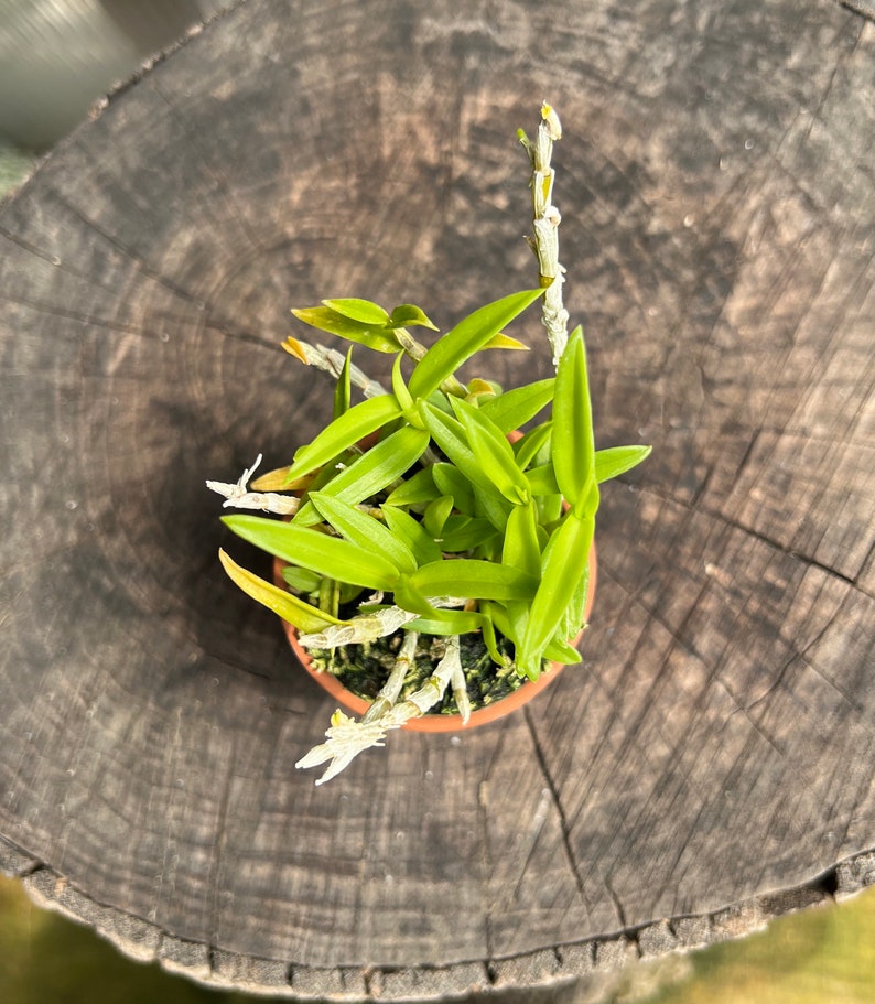 Very fragrant species orchid / Nobel Dendrobium loddigesii/ blooming size 2 pot image 2