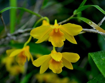 Fragrant species orchid/ Dendrobium hancockii /  blooming size in 3” nursery pot