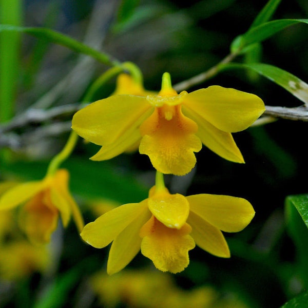 Fragrant species orchid/ Dendrobium hancockii /  blooming size in 3” nursery pot