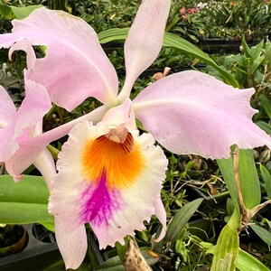 Species Fragrant orchid/ Collection species/ Cattleya gaskelliana/ 2 pot. image 4