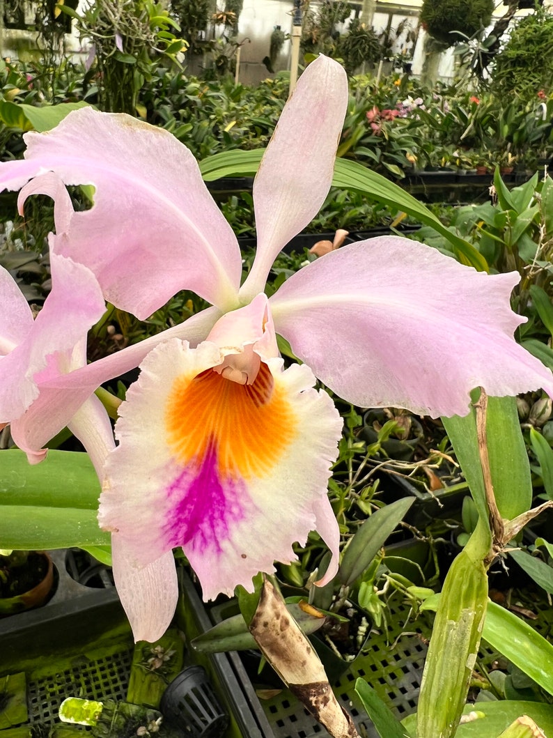 Species Fragrant orchid/ Collection species/ Cattleya gaskelliana/ 2 pot. image 4