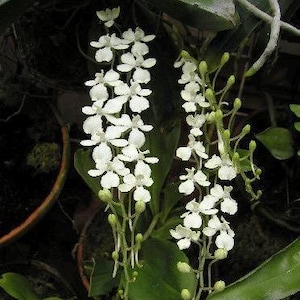May include: Close-up of white orchid flowers in full bloom, cascading downwards. The delicate petals are clustered along slender green stems, with vibrant green leaves in the background. The image captures the natural beauty of the plant.