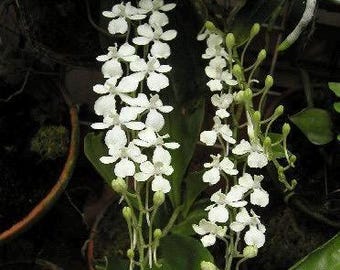 Puede incluir: Primer plano de flores de orquídeas blancas en plena floración, cayendo en cascada. Los delicados pétalos se agrupan a lo largo de finos tallos verdes, con hojas verdes vibrantes en el fondo. La imagen captura la belleza natural de la planta.