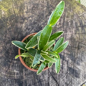 May include: A potted plant with vibrant green leaves edged in white, showcasing water droplets. The plant sits in a terracotta pot filled with moss, placed on a weathered wooden surface.