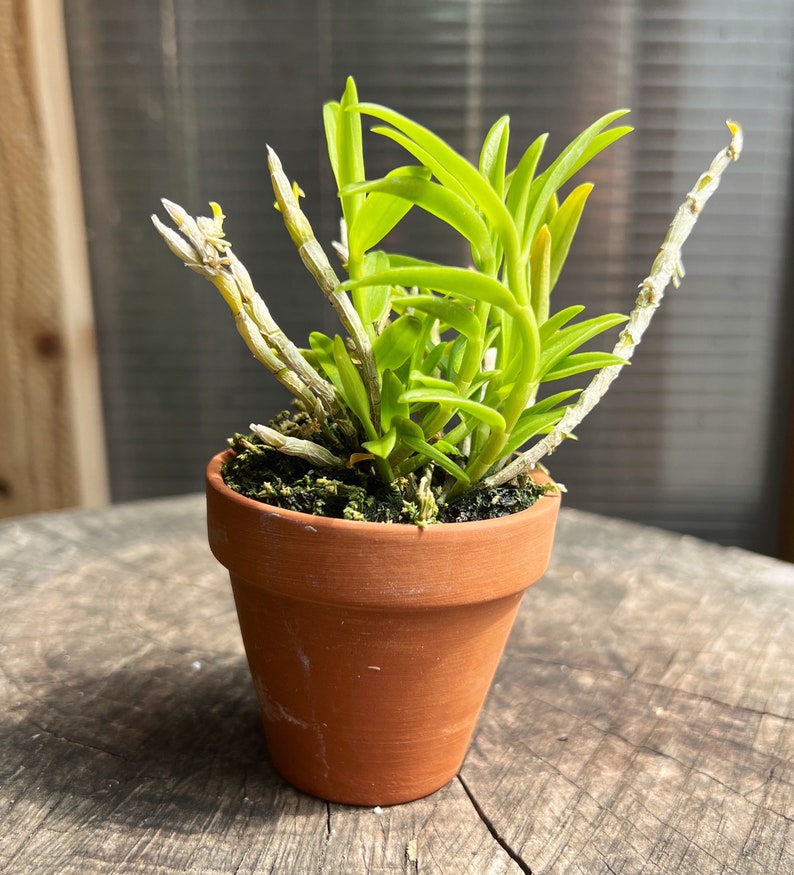 Very fragrant species orchid / Nobel Dendrobium loddigesii/ blooming size 2 pot image 3