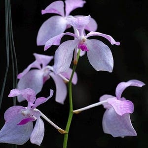 May include: A cluster of light lavender Vanda orchids with delicate, broad petals and a vibrant magenta center on each bloom. The flowers are arranged along a slender, upright green stem, set against a solid, dark, non-reflective background.