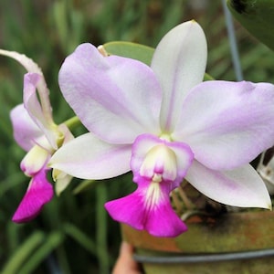 May include: Close-up of a Cattleya orchid with white and lavender petals and a vibrant magenta lip. The flower is in a small, terracotta-colored pot, with green foliage in the background. The orchid is a beautiful example of a flowering plant.