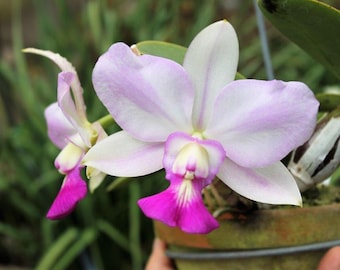 Fragrant species orchid/ Cattleya walkeriana 4N Tokutsu /Blooming size 3” nursery pot