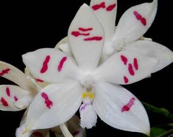 Currently in spikes & blooming/Phal. tetraspis / Species, fragrant/ 2 1/2” pot