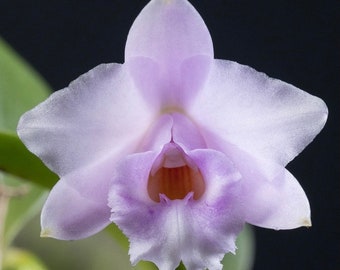 A tiny species orchid/ Cattleya alaorii / blooming size in 2 1/2” pot