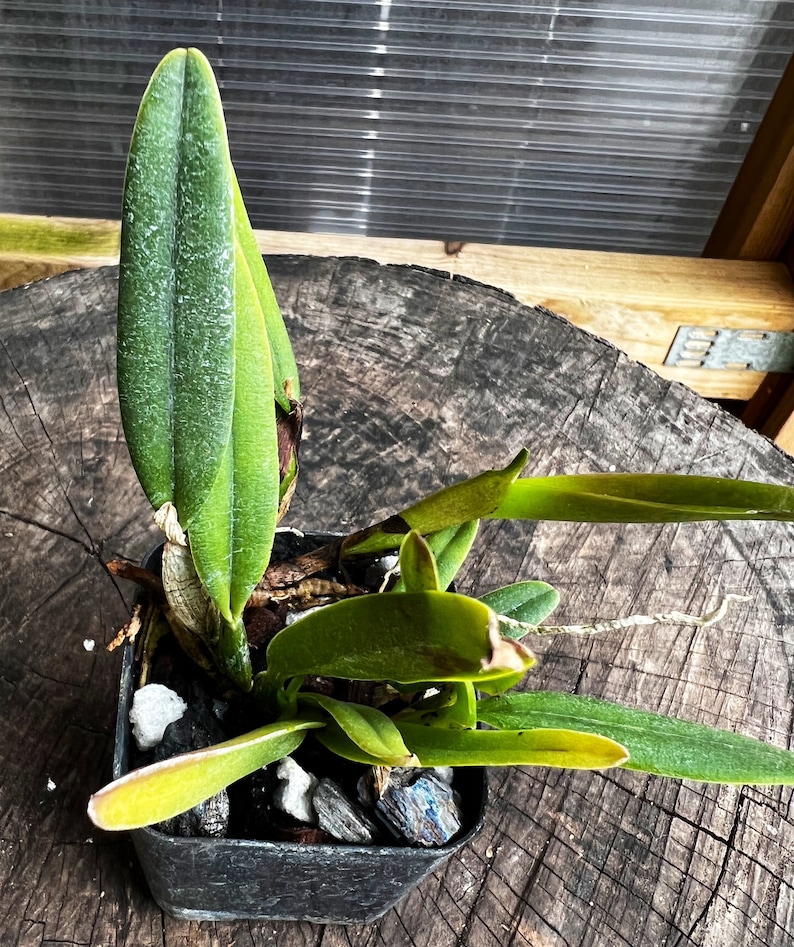 Fragrant species orchid/ mini cattleya luteola 4N/ 2 nursery pot. image 5