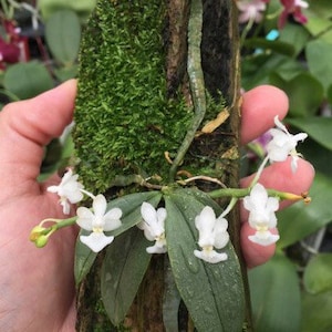 a super cute species orchid/ tiny orchid/ Phalaenopsis parishii fam alba / mounted or 2” nursery pot