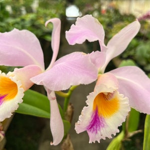 Species Fragrant orchid/ Collection species/ Cattleya gaskelliana/ 2 pot. image 2