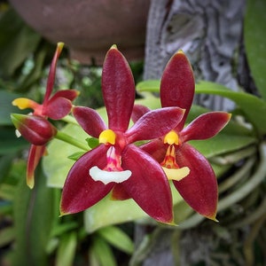 May include: Close-up of vibrant red orchids with yellow and white accents. The petals are a deep burgundy color, and the flowers have a delicate, intricate structure. The background is blurred, highlighting the orchids.