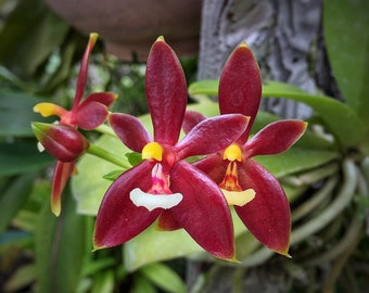 Rare find species orchid/ Phalaenopsis cornu-cervi（red chattaladae）/ compact plant/ blooming size/ 2 1/2” pot