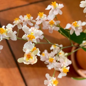 May include: A close-up of a potted orchid plant with white flowers and yellow centers. The plant is in a terracotta pot and has green leaves.