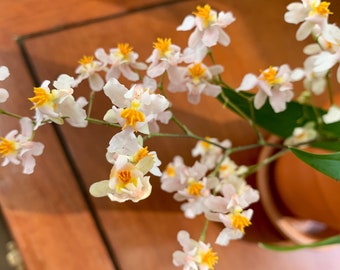 Blooming size / Very Fragrant Orchid /Onc. Tsiku Marguerite /2 1/2” pot