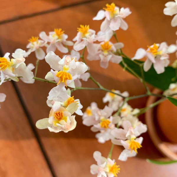 Tamaño floreciente/Orquídea fragante/Onc. Tsiku Margarita /maceta de 2 1/2”