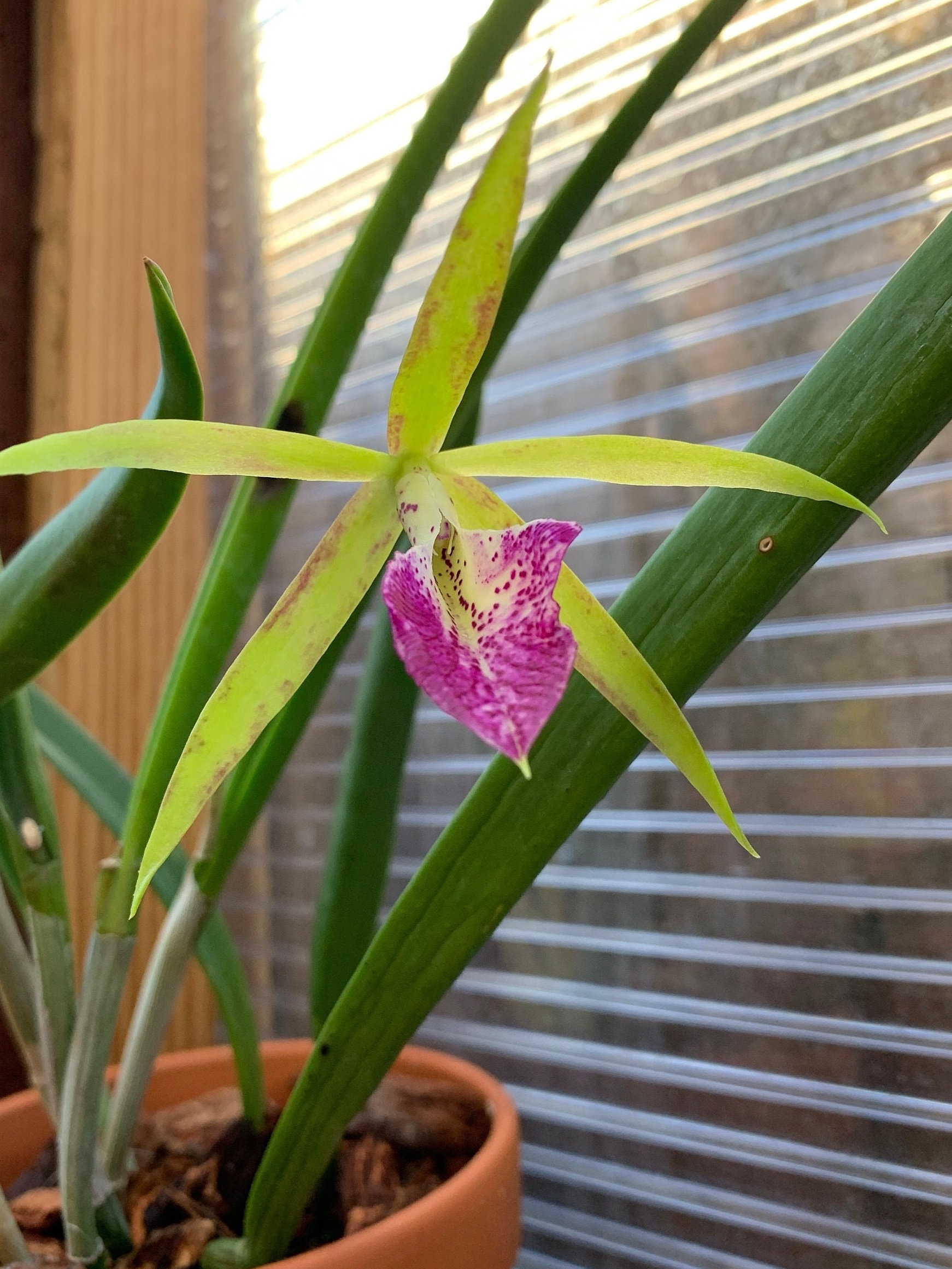 A Beautiful Hybrid Orchid/ Brassocattleya Gulfshore's Beauty