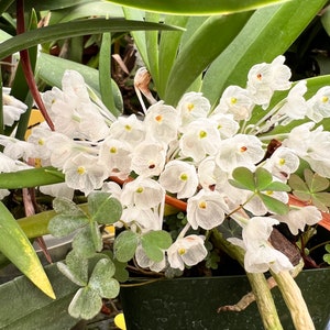 Very unusual species orchid/ Podangis dactyloceras / blooming size 2 1/2” pot