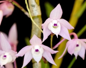 Species orchid/ Dendrobium hercoglossum/ slight fragrance / blooming size in 3” pot