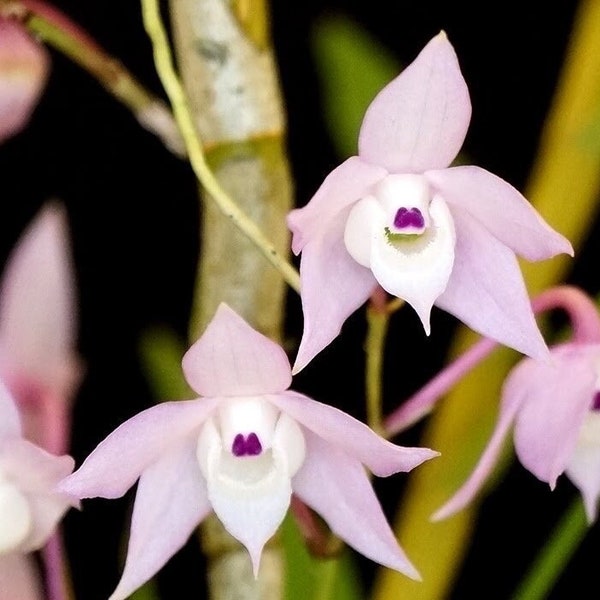 Species orchid/ Dendrobium hercoglossum/ slight fragrance / blooming size in 3” pot