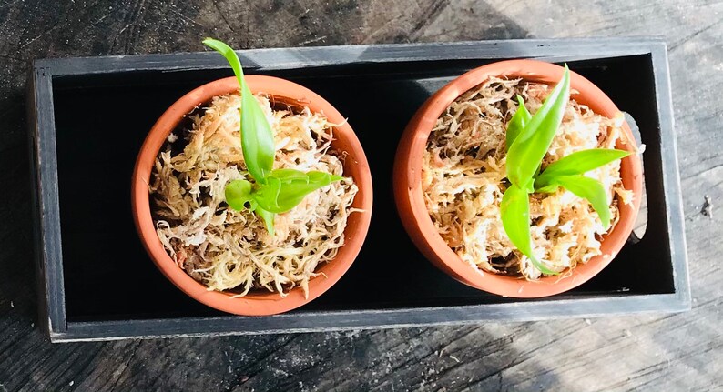 Orchid arrangement 2 Cattleya Blc Hawaiian leopard \u2018Mei Ling\u2019 seeding