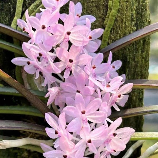 Rare Miniature Vanda Orchid Ascocentrum christensonianum Lavender Pink Blooms Collectors Orchid  Live Orchid Plant