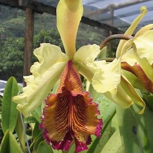 May include: A Cattleya orchid flower featuring pale yellow, ruffled petals and a prominent, flared labellum. The central lip displays a striking pattern of deep magenta and orange-red veins with a dark, wavy, magenta-colored outer edge.