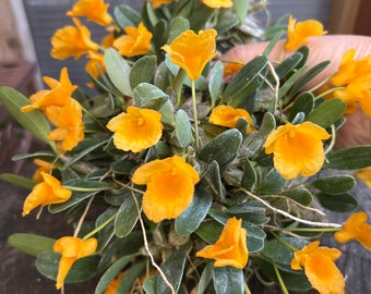 Puede incluir: Un grupo de flores de orquídea de color amarillo brillante con hojas verdes. Las flores están en flor y tienen una estructura delicada e intrincada.
