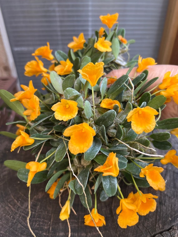 Collection Species Orchid/ Dendrobium Jenkinsii / Compact Plant/ 2