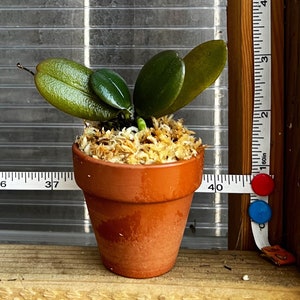 Blooming size/ fragrant species orchid/ Aerangis fastuosa/ 2 pot or mounted image 7