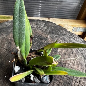 Fragrant species orchid/ mini cattleya luteola 4N/ 2 nursery pot. image 6