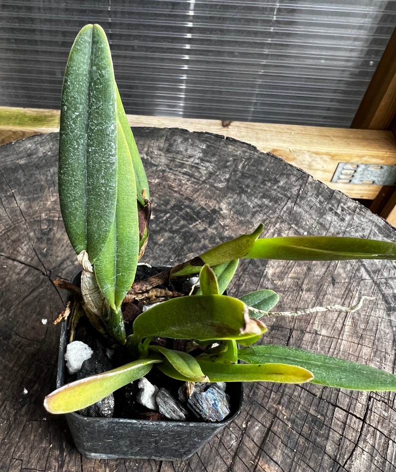 Fragrant species orchid/ mini cattleya luteola 4N/ 2 nursery pot. image 6