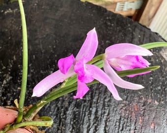 Rare find species orchids/ Leptotes pohlitinocoi/blooming size in 2”1/2 pot