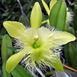 May include: A close-up of a pale yellow orchid flower with long, white, hair-like filaments around the edges of the petals. The flower has a green center and is surrounded by green leaves. The orchid is in full bloom.