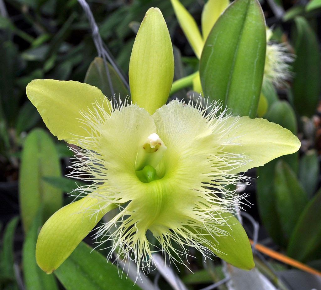 DeliciousTaylormade ラグナロク69 DIGzANT Fragrant Orchid /rhyncholaelia Digbyana 'green Giant' AM/AOS