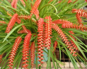 Puede incluir: Primer plano de una planta con hojas largas y delgadas de color verde y espigas florales de color naranja-rojo brillante y en cascada. Las flores tienen una apariencia texturizada y espinosa, creando un contraste llamativo con el follaje verde.