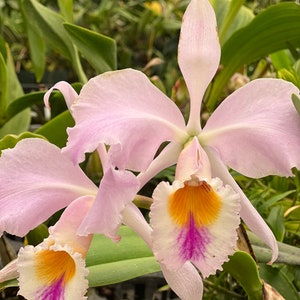 Species Fragrant orchid/ Collection species/ Cattleya gaskelliana/ 2 pot. image 1