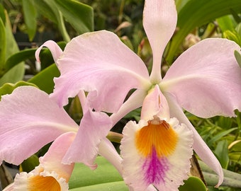 Species Fragrant orchid/ Collection species/ Cattleya gaskelliana/ 2” pot.